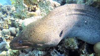 Gymnothorax javanicus  Гигантская мурена  Giant moray [upl. by Zul]