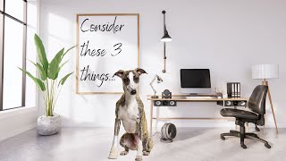 Can You Take Your Whippet To Work Home Office [upl. by Dumanian]