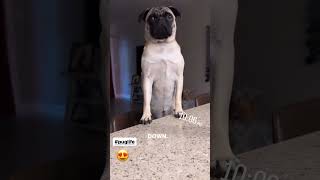 Puglife da Pug pug pugs puglife pugsoftiktok [upl. by Caroline]