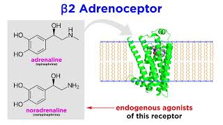 Bronchodilators Part 1 Principles of Respiratory Airflow and Development of Selective Drugs [upl. by Stearn]