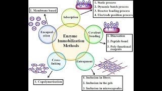 Immobilization of ENZYMES I CELLS I METHODS I TECHNIQUES [upl. by Marino]