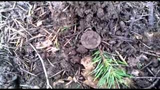 Metal Detecting Oregon  Mt Tabor Park w OTTS club w Garrett AT Pro [upl. by Fara]