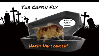 The Coffin Fly An Informative Video About This Macabre Insect [upl. by Hull946]