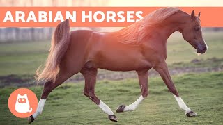 Arabian Horse  Origin Characteristics and Temperament [upl. by Aeret]