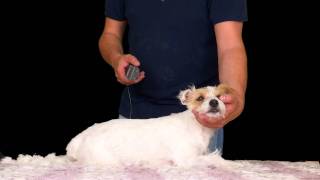 Amazing Dog Grooming  How to Groom a Terrier [upl. by Asir]