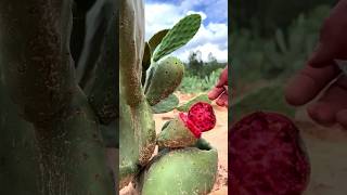 Cactus 🌵 Fruit  Cactus Fruit Inside [upl. by Mistrot]