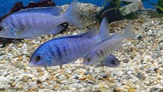 Hos Kungälvs Akvarium Placidochromis phenochilus [upl. by Kwang]