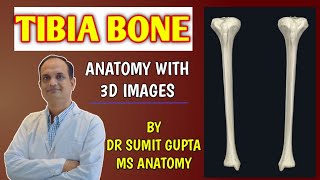 TIBIA  BONES OF LOWER LIMB  ANATOMY  SIMPLIFIED ✔ [upl. by Attiuqram393]