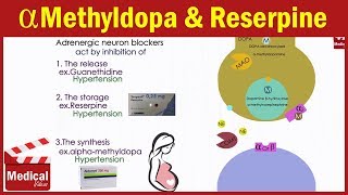 Pharmacology ANS 19 Adrenergic Neuron Blockers  Guanethidine  Reserpine  Alpha methyldopa [upl. by Leuqim]