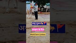 दशहरा के दिन अश्व पूजन horse hores marvadihorse horselover horseriding horespower [upl. by Adleremse]