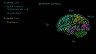 Serebral Korteksin İşlevleri Psikoloji  Davranış [upl. by Analra316]