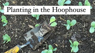 Planting Sweet Peas amp Cerinthe Honeywort in the Hoophouse flowers cutflowers flowerfarm [upl. by Stanhope]