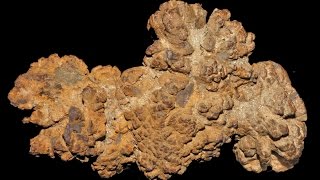 Coprolite Chemistry  what fossilised faeces can tell us about extinct animals [upl. by Noreg]