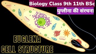 structure of euglena युग्लीना की संरचना Class 9th class 11th BSc [upl. by Folberth]