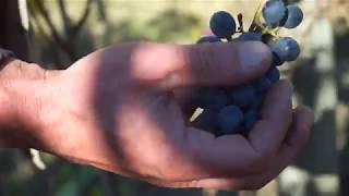 Marchese Antinori Chianti Classico Riserva  Vendemmia 2018  2018 Harvest [upl. by Elda]