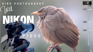 Nikon P1000  Bird Photography  BEST Photo amp Video Settings of NIKON COOLPIX P1000 for Wildlife [upl. by Odericus]