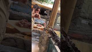 Feeding my Dwarf Caiman🤩🙌 [upl. by Girardo478]