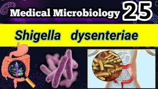 Shigella dysenteriae Shigellosis Food poisoning شرح بالعربي [upl. by Myers791]