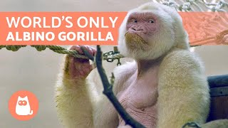 The Only WHITE GORILLA in the World 🦍 Snowflake ❄️ [upl. by Icnan]