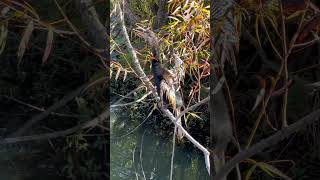 Anhinga singing… [upl. by Anoyek]