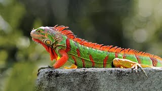 15 Most Beautiful Iguanas in the World [upl. by Vaughan]