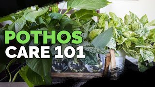 Pothos Care 101 Is This the Easiest Houseplant to Care For [upl. by Arluene]