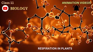 CBSE Class 11  Biology  Respiration in Plants  Animation  in English [upl. by Ashlie34]