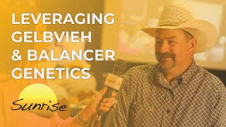 Leveraging Gelbvieh amp Balancer Genetics  Superior Sunrise [upl. by Pinkerton]