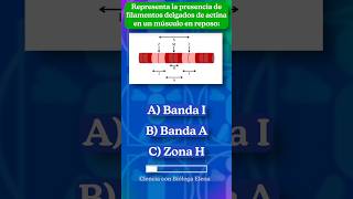 Filamentos de actina anatomía BiólogaElena Biología shorts Músculo [upl. by Ashbey]