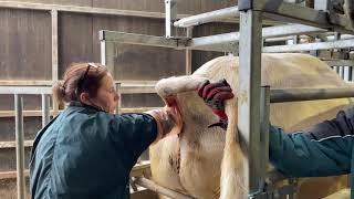 Semen Testing Charolais Bulls [upl. by Blank]