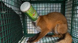 Fox Rescued After Head Stuck in Container🦊 [upl. by Nerissa]