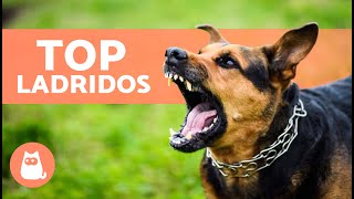 Los mejores VÍDEOS de PERROS LADRANDO 🐶🐾 ¡LADRIDOS de PERROS Enojados Felices y Graciosos [upl. by Teak848]