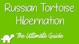 Russian Tortoise Hibernation  Ultimate Guide [upl. by Leval]