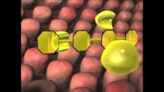 What are Enzymes  How Do They Work [upl. by Heyward]