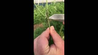 Aphidius wasps to control aphids [upl. by Trovillion123]