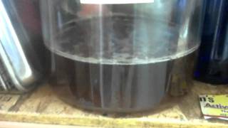 Easy Home Made Muscadine Wine [upl. by Nomrej259]