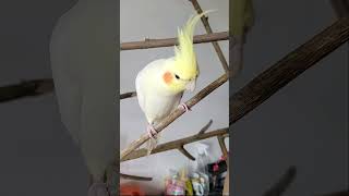 🐤 COLAPSITA CANTANDO MUITO BONITO  Cacatua Ninfa cantando muy bonito short [upl. by Blasien]