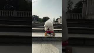 Unbelievable skateboarding skills of an adorable dog shorts [upl. by Notanhoj978]