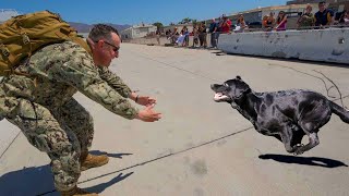 Most Emotional Dogs Reunions with Their Owners That Will Melt Your Heart ❤️Best of video 2023 [upl. by Ymassej955]