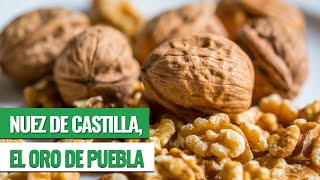 Nuez de Castilla estrella de la nogada [upl. by Yaeger]