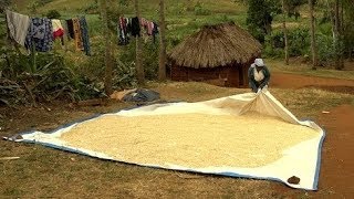 Gestion des aflatoxines dans le maïs pendant le séchage et le stockage resumé [upl. by Norahc]