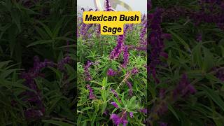 𝙈𝙚𝙭𝙞𝙘𝙖𝙣 𝘽𝙪𝙨𝙝 𝙎𝙖𝙜𝙚  Salvia leucantha  shorts shortvideo flowers floweringplant garden [upl. by Amsa]