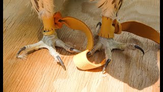 Falconry Imprints part 4 Branchers and transitional equipment [upl. by Randell]