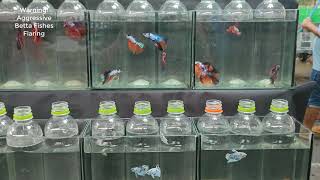 Stunning Betta Fish at Chatuchak Market Nemo Koi Multicolored Halfmoons amp More [upl. by Willetta]