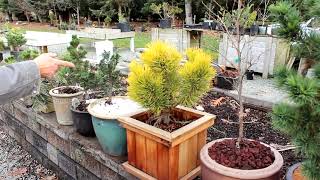 Easy Potting Techniques for Growing Conifers in Pots  Dwarf Conifer Container Gardening [upl. by Evvie]