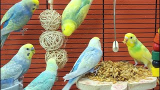 budgie sounds for relaxation [upl. by Dilks129]