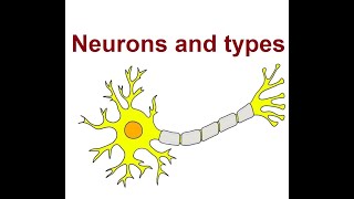 Understanding Neuron Structure and Types  2024 [upl. by Alleram403]