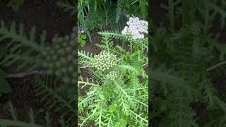 톱풀 잎이 톱이다 Achillea alpina L flowers [upl. by Lardner]