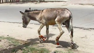 Rescue of donkey victim of cruel owner [upl. by Daniele]