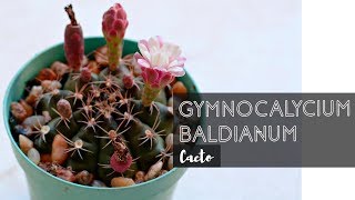 GYMNOCALYCIUM BALDIANUM [upl. by Oilejor]